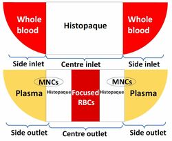 Before the inlet, there is Histopaque with whole blood on its sides. Before the outlet, the whole blood is divided in focused red blood cells and plasma, respectively. 