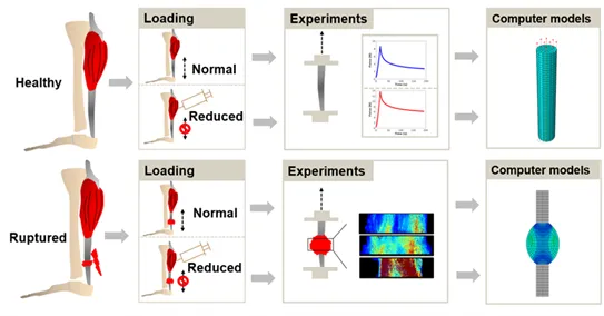 Schematic of load experiments on rat Achilles tendons. Illustration.