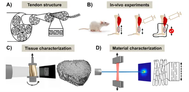 Schematic of rat achiles tendon loading experiments. Illustration.