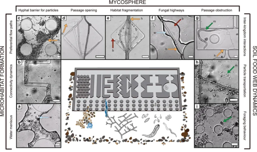 Fungi migrating in microchip. Microsope photo.
